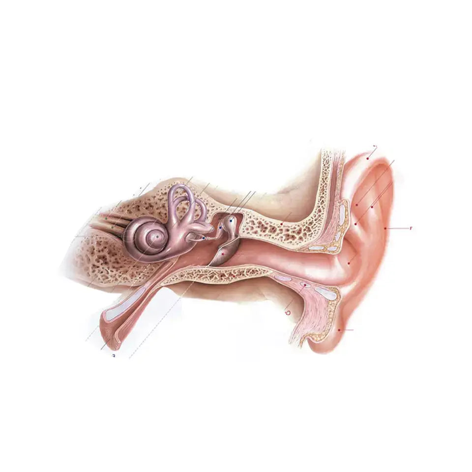 Ear anatomy diagram