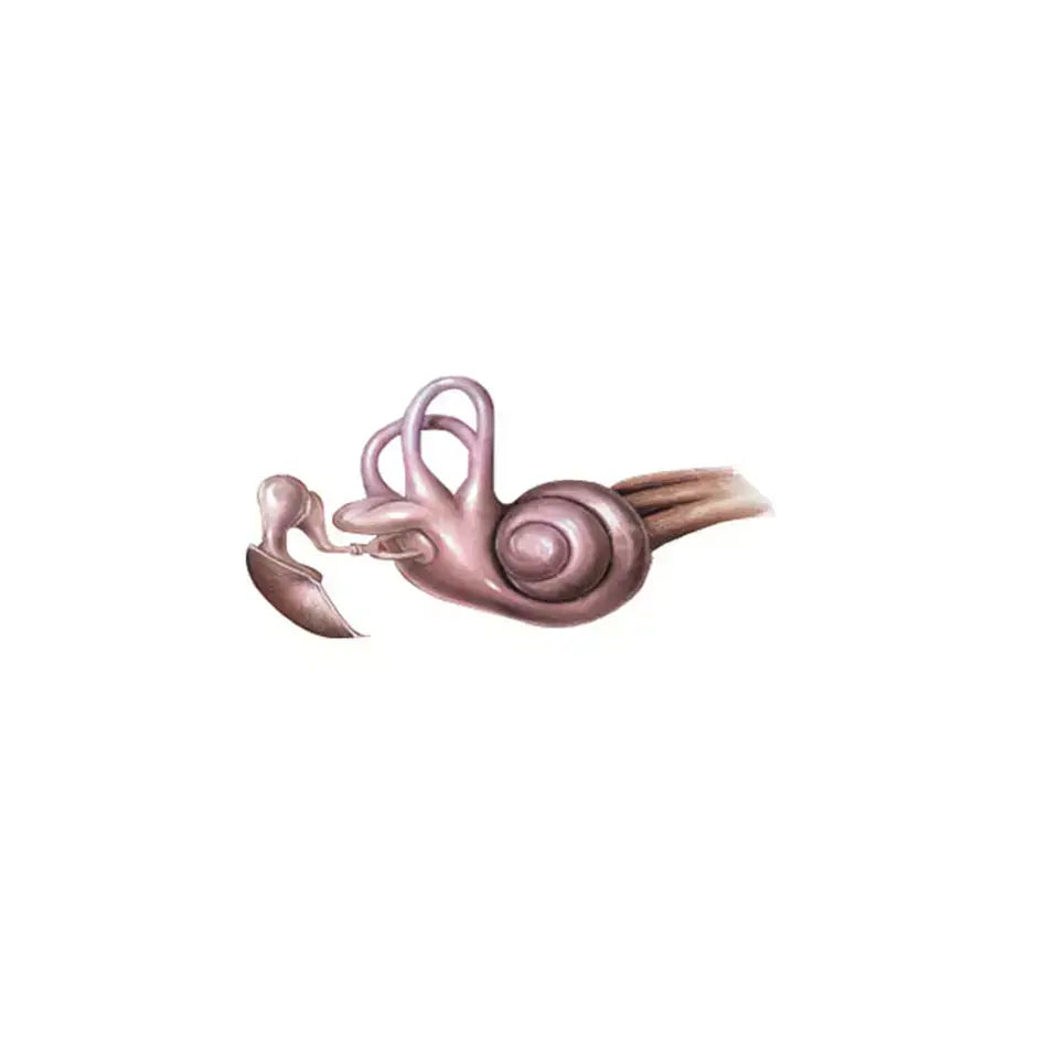 Ear anatomy diagram