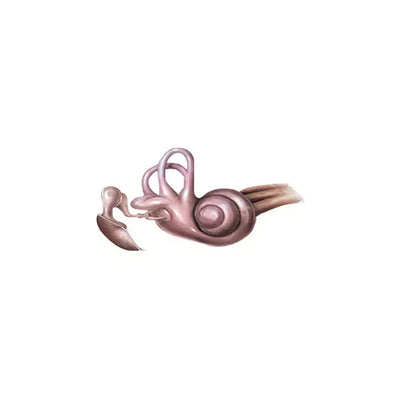 Ear anatomy diagram