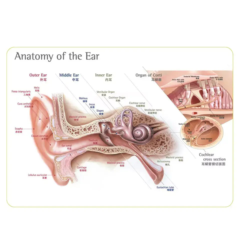Ear anatomy diagram