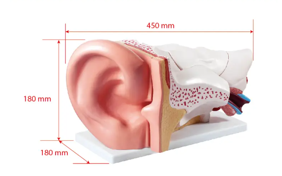 High Quality Health Care Supplies Medical Science display Ear Anatomy Model