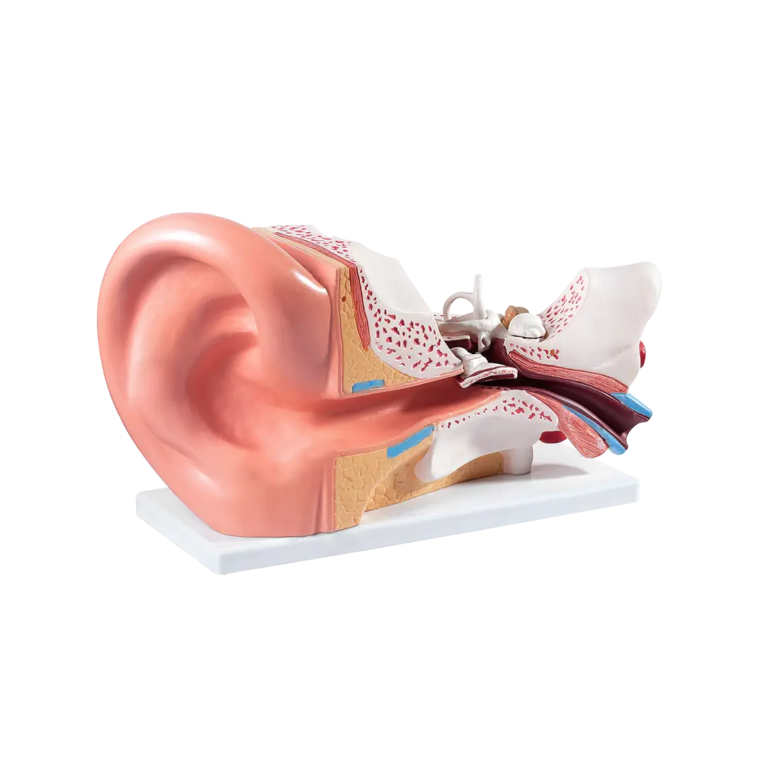 High Quality Health Care Supplies Medical Science display Ear Anatomy Model