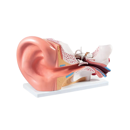 High Quality Health Care Supplies Medical Science display Ear Anatomy Model