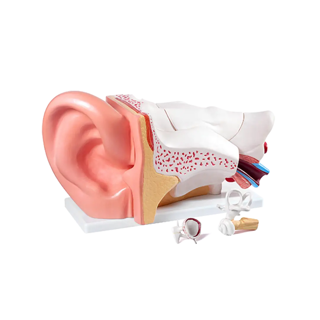 High Quality Health Care Supplies Medical Science display Ear Anatomy Model