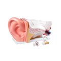 High Quality Health Care Supplies Medical Science display Ear Anatomy Model