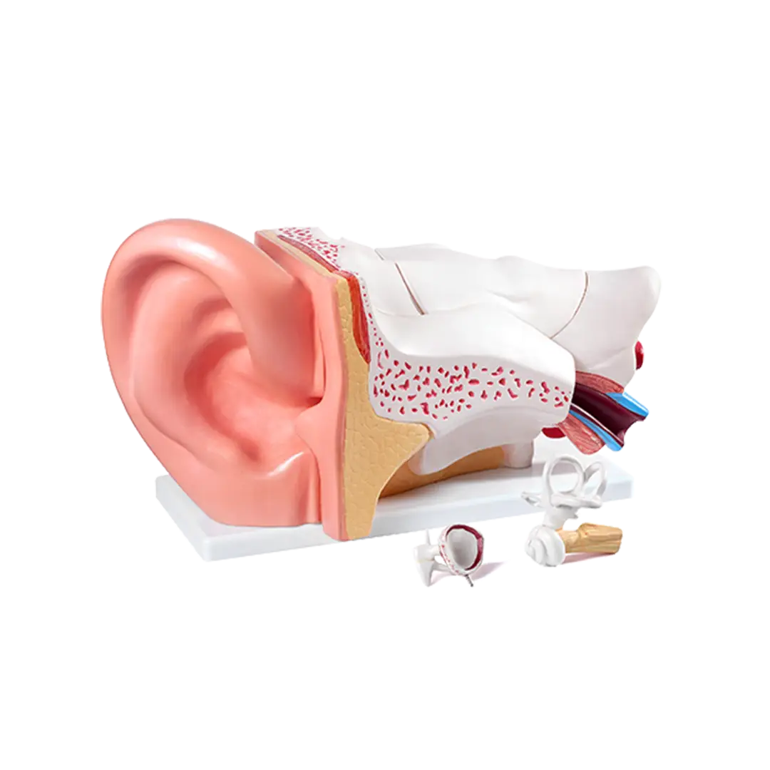 High Quality Health Care Supplies Medical Science display Ear Anatomy Model
