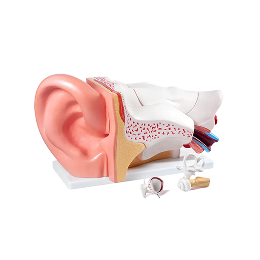 High Quality Health Care Supplies Medical Science display Ear Anatomy Model