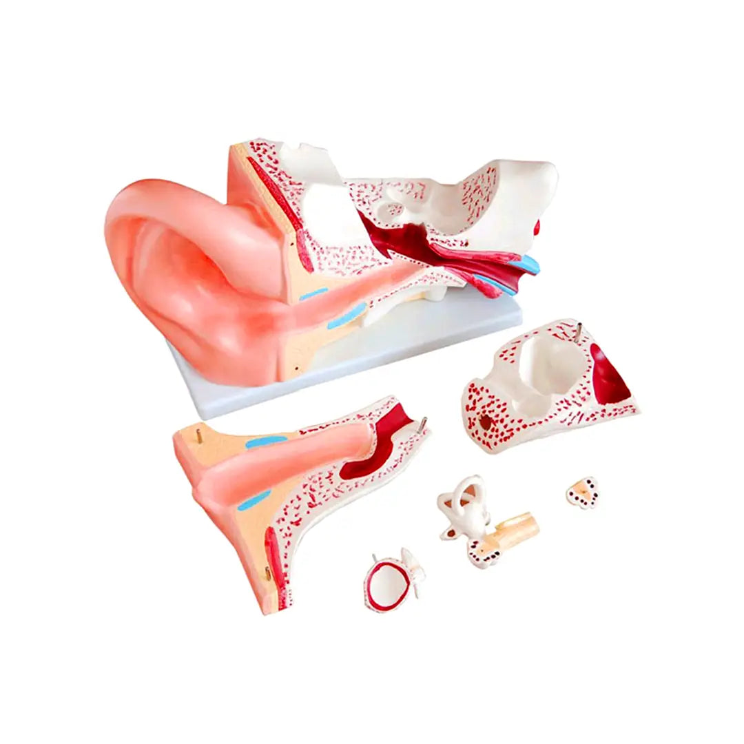 High Quality Health Care Supplies Medical Science display Ear Anatomy Model